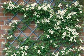 We aim to enrich everyone's life through plants, and make the uk a greener and more beautiful place. Clematis Horticulture Week