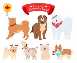 Check spelling or type a new query. Premium Vector American Independence Day Cartoon Card Patriotic Pet White Antarctical Pup With Glasses Flag Usa