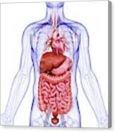 Image result for internal organs