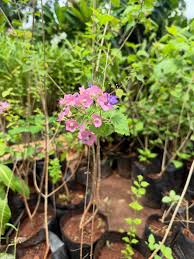 Image result for Karomia tettensis