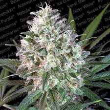 An indica dominant strain crossed with gelato 25 . Space Cookies Feminizadas Paradise Seeds Semillas De Marihuana