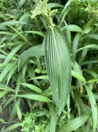 Image result for Setaria barbata