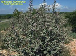 Image result for Melochia