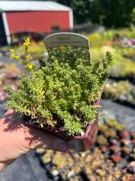 Image result for Sedum ruwenzoriense