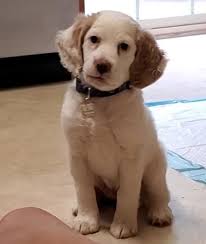 She has settled so well, fits in with the rest of the pack