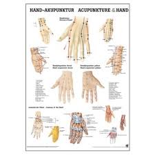 Acupuncture Of The Hand Chart