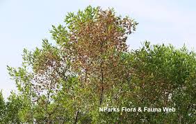 Image result for Dodonaea viscosa