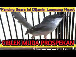 We did not find results for: Ciblek Kristal Muda Prospekan Youtube