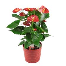 This makes them perfect as gift items that can be chosen to coordinate with any. Anthurium Red Winner Florastore