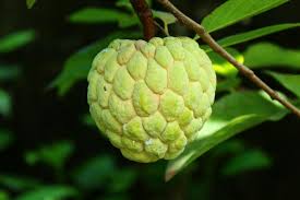 Image result for Annona squamosa