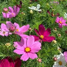 Cosmos Seeds Sensation Mix 350 Flower Seeds Open Etsy Flower Seeds Flowers Plant Spacing
