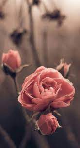 Best Flowers Wallpaper Samsung Ideas Best Flower Wallpaper Flower Wallpaper Flower Phone Wallpaper