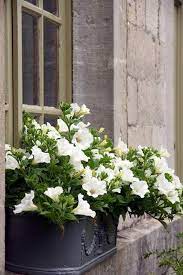 Maison De Lin White Flowers White Gardens Window Boxes