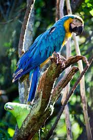 The Amazon Rainforest Covers More Than 50 Of Peru And Is Home To Many Beautiful Animals Such As This Macaw Check O In 2020 Amazon Rainforest Rainforest Amazon Travel