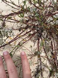 Image result for Salacia erecta