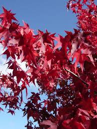 Der amberbaum wird botanisch liquidambar styraciflua genannt. Liquidambar Styraciflua Amerikanischer Amberbaum Guldenbaum Ein Klassiker Mit Wunderschonen Variierenden Herbst Outdoor Pflanzen Pflanzen Gartenpflanzen