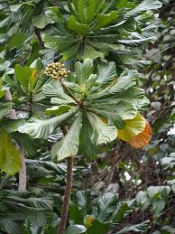 Image result for Anthocleista