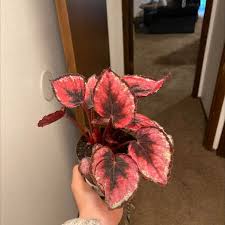 Image result for Begonia