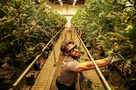 How a baby marijuana plant becomes a weed gummy