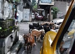 Tourist Areas Of Kolkata City Centre Sudder Street In India