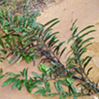 Image result for Eremospatha haullevilleana