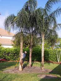 Queen Palm Tree Pictures Photos Of The Palms Queen Palm Tree Queen Palm Landscaping Front Yards Landscaping Around Pool