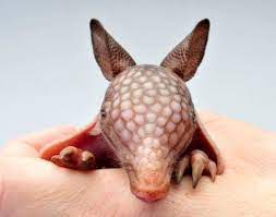 Log In Tumblr Baby Animals Animals Armadillo