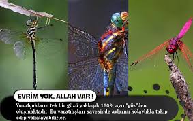 Balik Kus Agac Bocek Denizanasi Denizati Mercan Yengec Cicek Papagan Tirtil Nudibranch Murekkep Baligi Mantar Pap Denizatlari Yusufcuk Denizanasi