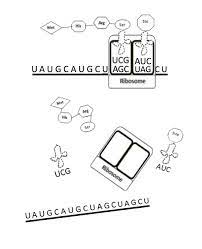 Create a graphic organizer for protein synthesis in the. Decoding Dna Modeling Protein Synthesis Ks Corn