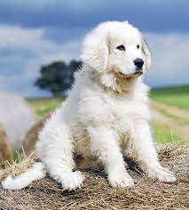 This breed's natural guarding capabilities are so ingrained though, it doesn't take too much to get the guardian. Great Pyrenees Dog Breed Information Characteristics Daily Paws