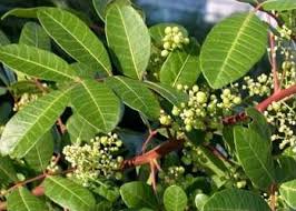 Image result for Triraphis schinzii