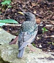 European Starling (Birds of Sagamore Hill National Historic Site) ·  iNaturalist