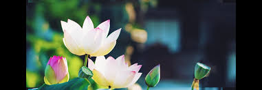 ひとくち法話|真宗高田派本山 専修寺