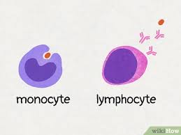 Image result for Monocyte Count