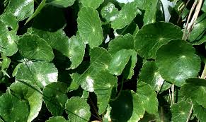 Image result for Hydrocotyle bonariensis