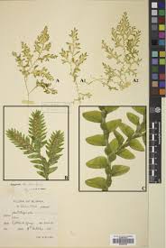 Image result for Selaginellaceae