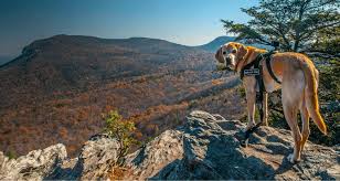 The foundation beneath this emotion can dilute a few drops of the oil in about 2 tbsp. Service Dog Registration Emotional Support Dog Therapy Dog