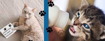 Volunteer with big cats with the great projects and work with tigers, lions, cheetahs, leopards and more. Solano County Friends Of Animals