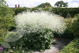 Image result for Crambe hispanica