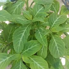 Salvia are essential garden perennials for feeding honey bees and are a favorite of hummingbirds. Salvia Divinorum Salvia Divinorum In Gardentags Plant Encyclopedia