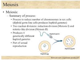We did not find results for: Ppt Meiosis Powerpoint Presentation Free Download Id 702326
