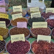 A seed bank (also seed banks or seeds bank) stores seeds to preserve genetic diversity; Climate Smart Community Seed Banks Conserve And Share Essential Farm Biodiversity Resources