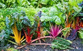 Jun 14, 2021 · gartenfans säen mangold ab april im beet oder im kübel aus und ernten etwa zehn wochen später die leckeren blätter ab*, wie 24garten.de* berichtet. Mangold Anbauen Der Beste Standort Die Richtige Pflege