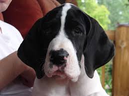 Maybe you would like to learn more about one of these? Great Dane Puppies For Sale Moores Hill In 235634