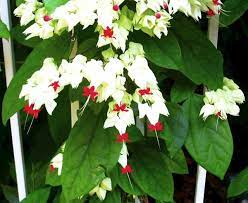 Bleeding Heart Vine An Eye Catcher In The Garden For Memorial Day Home And Garden Victoriaadvocate Com