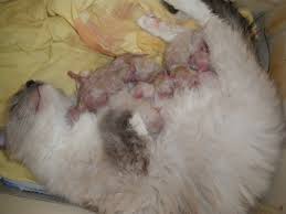 Geburt Ragdollzucht Munchen