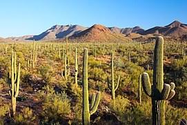 We did not find results for: Sonoran Desert Wikipedia