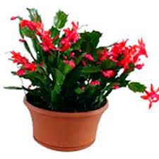 Propagation is easy is a normal succulent and cactus potting mix. Zygocactus Christmas Cactus Schlumbergera Species Pick Ontario