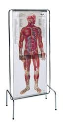 Four transparent overlays simulate the peeling away of layers of tissue to reveal over 200 labeled anatomical features. Thin Man Giant Anatomy Overlay Anatomical Chart Anatomy Models And Anatomical Charts