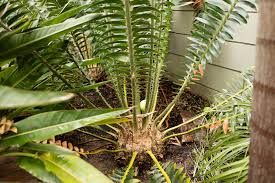 Image result for Encephalartos chimanimaniensis